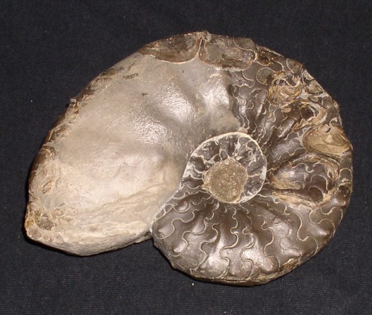 praenodosus_006.jpg praenodosus_006.jpg