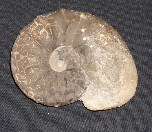 praenodosus_007.jpg praenodosus_007.jpg