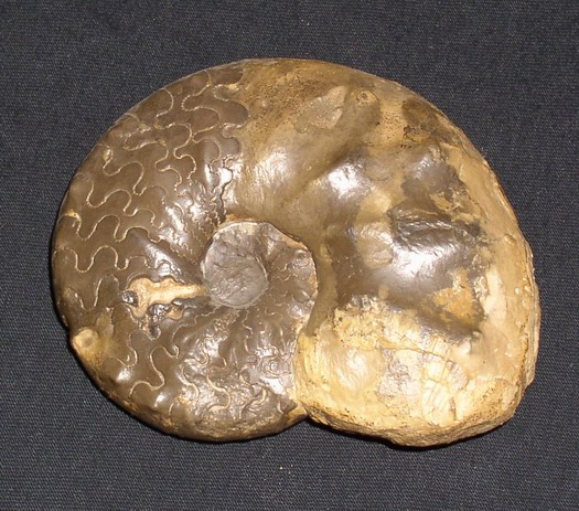 praenodosus_008.jpg praenodosus_008.jpg