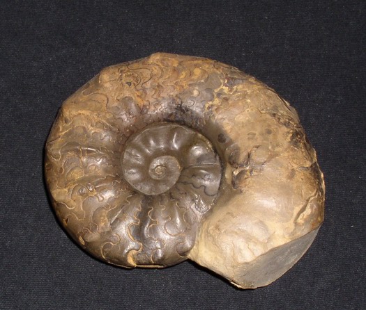 praenodosus_009.jpg praenodosus_009.jpg