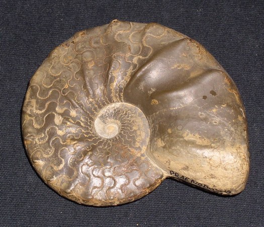 praenodosus_010.jpg praenodosus_010.jpg