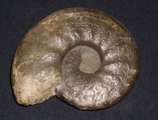 praenodosus_011.jpg praenodosus_011.jpg
