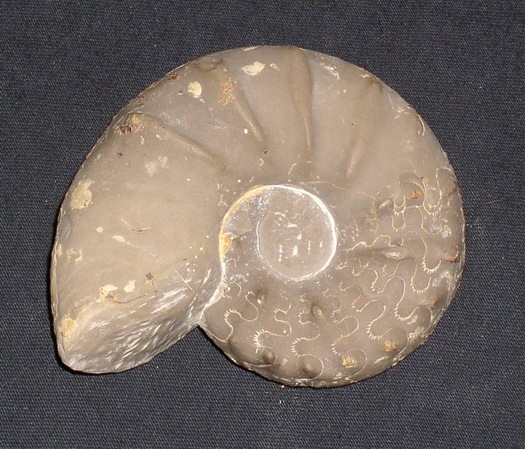 praenodosus_012.jpg praenodosus_012.jpg