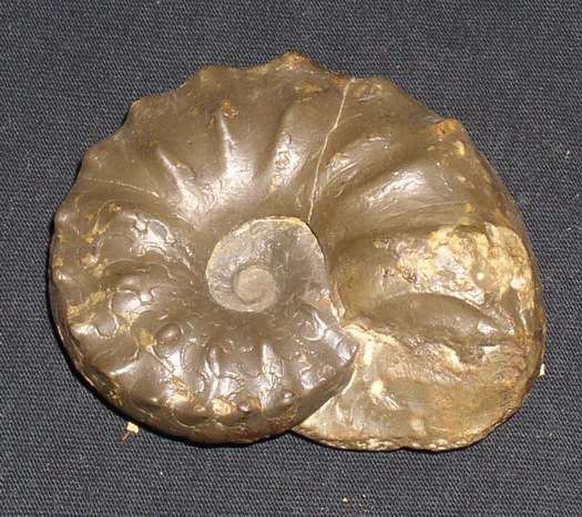 praenodosus_013.jpg praenodosus_013.jpg