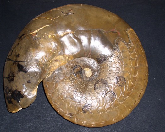 pfersd_36cm_semi.jpg pfersd_36cm_semi.jpg