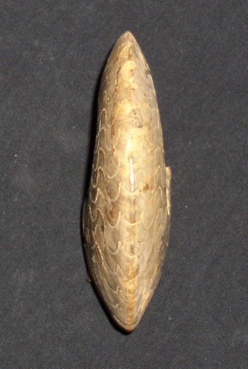 semipartitus2_003.jpg semipartitus2_003.jpg