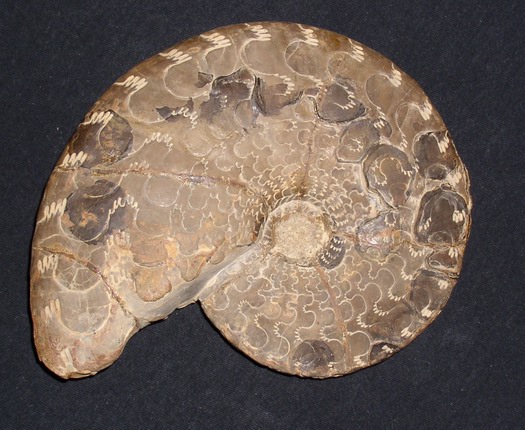 semipartitus2_006.jpg semipartitus2_006.jpg