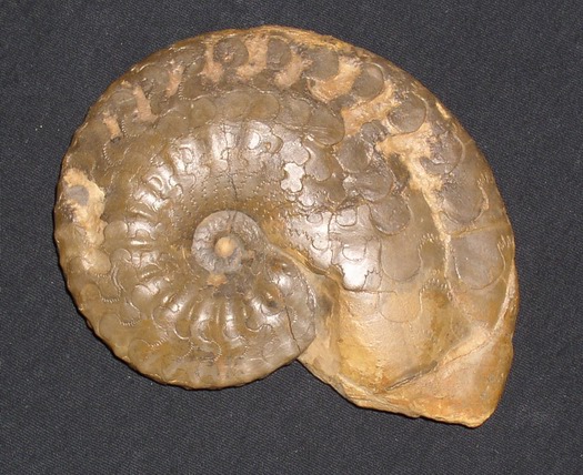 semipartitus2_007.jpg semipartitus2_007.jpg