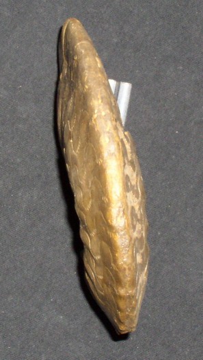semipartitus2_009.jpg semipartitus2_009.jpg