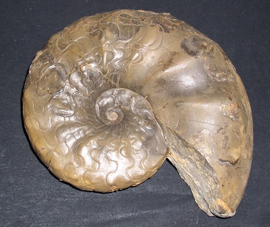 pfersd_26cm_leval.jpg pfersd_26cm_leval.jpg