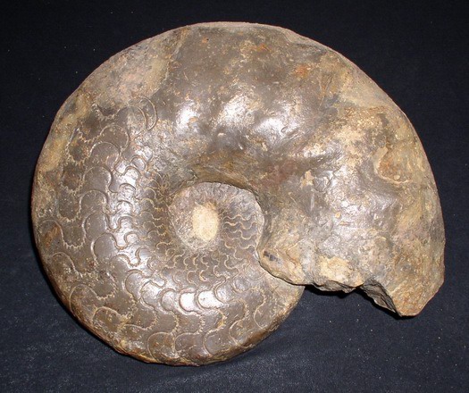 w_rott_27cm_weyeri.jpg w_rott_27cm_weyeri.jpg