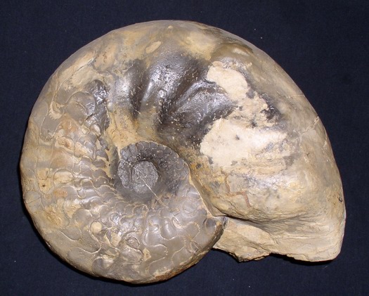 weyeri_levalloisi_002.jpg weyeri_levalloisi_002.jpg