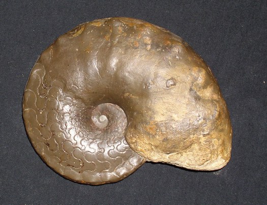 weyeri_levalloisi_004.jpg weyeri_levalloisi_004.jpg