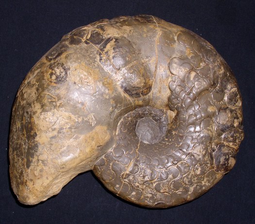 weyeri_levalloisi_005.jpg weyeri_levalloisi_005.jpg