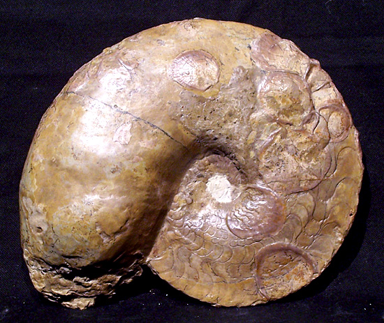 dorsoplanus1.jpg dorsoplanus1.jpg