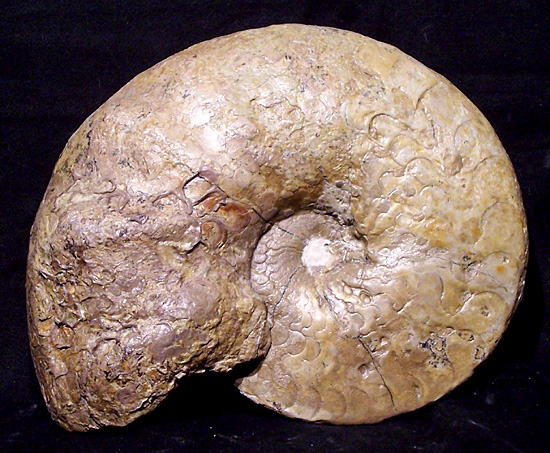 dorsoplanus2.jpg dorsoplanus2.jpg