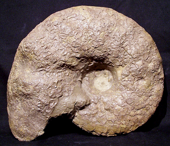 dorsoplanus3.jpg dorsoplanus3.jpg