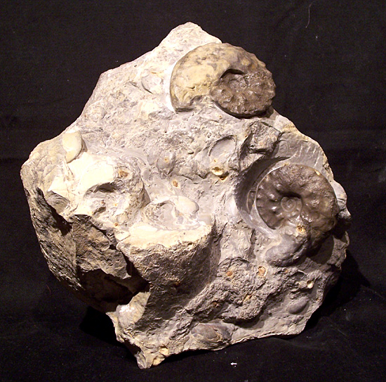 flexuosus1.jpg flexuosus1.jpg