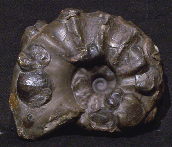 praenodosus1.jpg praenodosus1.jpg