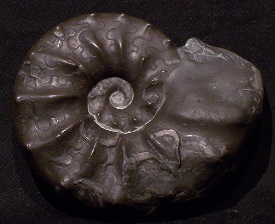 praenodosus2.jpg praenodosus2.jpg