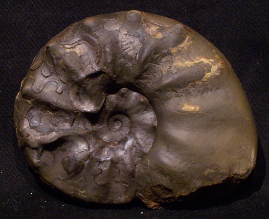 praenodosus3.jpg praenodosus3.jpg