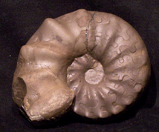 praenodosus4.jpg praenodosus4.jpg