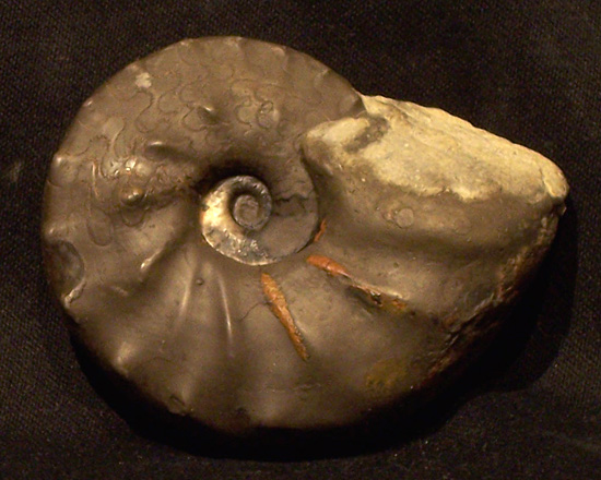 praenodosus5.jpg praenodosus5.jpg