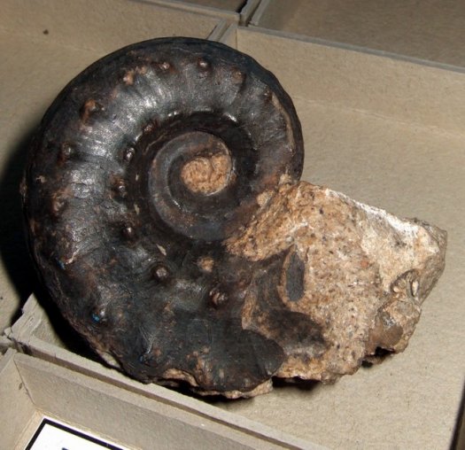 Nautilus_DSCF6579.JPG Nautilus_DSCF6579.JPG