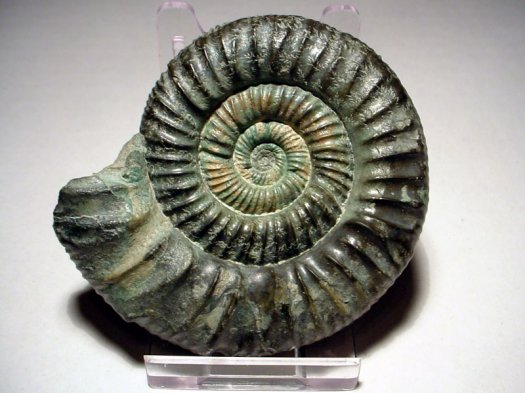 GB_ardescia_schaireri_AM.jpg GB_ardescia_schaireri_AM.jpg