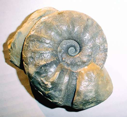 ceratites_evolutus_e.jpg ceratites_evolutus_e.jpg