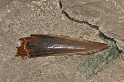 09sphenodus.jpg 09sphenodus.jpg