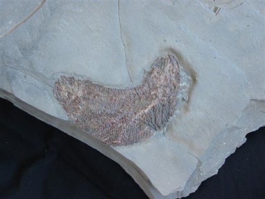 armin_mistelgau_fischplatte_02.jpg armin_mistelgau_fischplatte_02.jpg