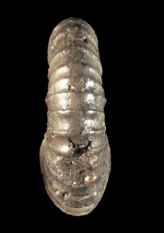 armin_pleuroceras_aalensis_patho_05.jpg armin_pleuroceras_aalensis_patho_05.jpg