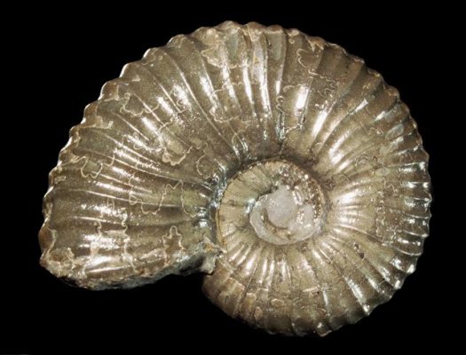 armin_pleydellia_aalensis_patho_01.jpg armin_pleydellia_aalensis_patho_01.jpg