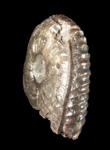 armin_pleydellia_aalensis_patho_02.jpg armin_pleydellia_aalensis_patho_02.jpg