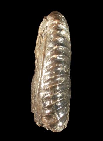 armin_pleydellia_aalensis_patho_03.jpg armin_pleydellia_aalensis_patho_03.jpg