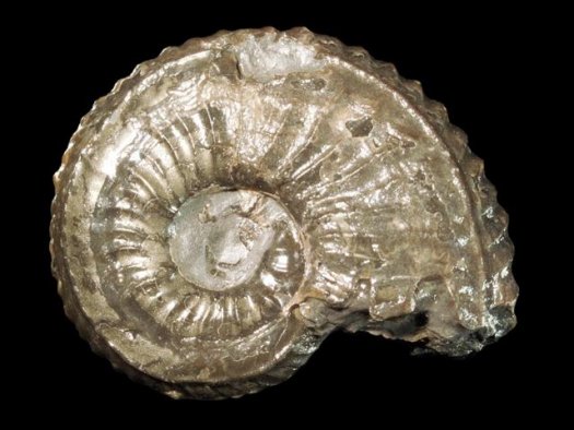 armin_pleydellia_aalensis_patho_04.jpg armin_pleydellia_aalensis_patho_04.jpg