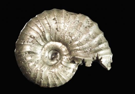 armin_pleydellia_aalensis_patho_04_1.jpg armin_pleydellia_aalensis_patho_04_1.jpg