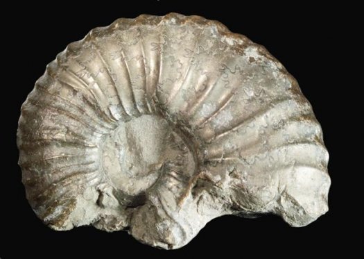 armin_pleydellia_cf.aalensis_patho_01.jpg armin_pleydellia_cf.aalensis_patho_01.jpg