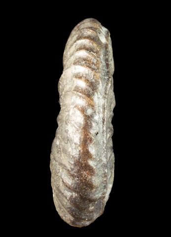 armin_pleydellia_cf.aalensis_patho_02.jpg armin_pleydellia_cf.aalensis_patho_02.jpg
