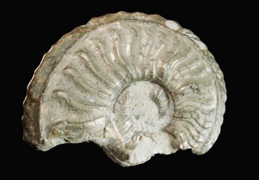 armin_pleydellia_cf.aalensis_patho_03.jpg armin_pleydellia_cf.aalensis_patho_03.jpg