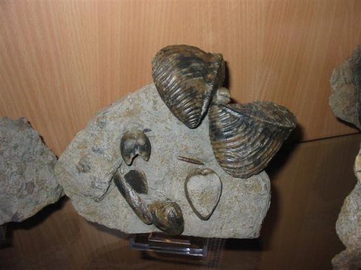 sammlung_schuster_kinding_01__Small_.jpg sammlung_schuster_kinding_01__Small_.jpg