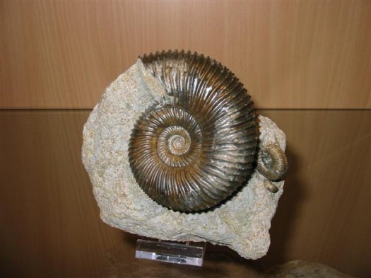 sammlung_schuster_kinding_07__Small_.jpg sammlung_schuster_kinding_07__Small_.jpg