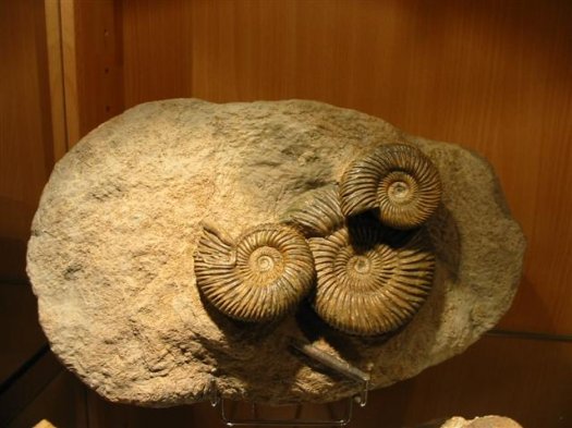 sammlung_schuster_kinding_09__Small_.jpg sammlung_schuster_kinding_09__Small_.jpg