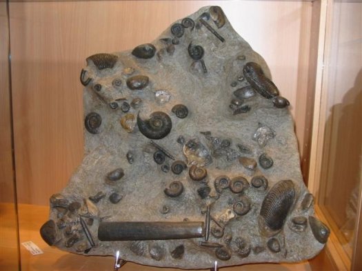 sammlung_schuster_kinding_11__Small_.jpg sammlung_schuster_kinding_11__Small_.jpg