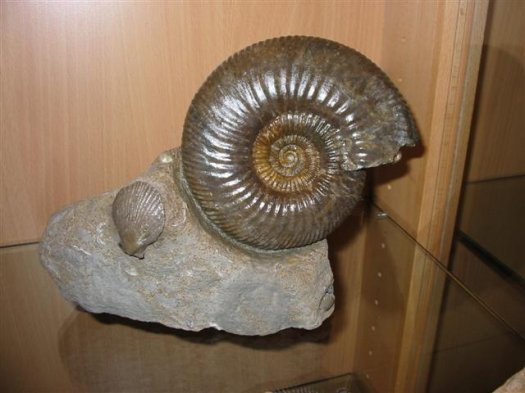 sammlung_schuster_kinding_13__Small_.jpg sammlung_schuster_kinding_13__Small_.jpg