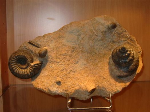 sammlung_schuster_kinding_15__Small_.jpg sammlung_schuster_kinding_15__Small_.jpg