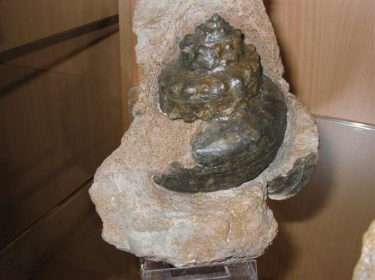 sammlung_schuster_kinding_16__Small_.jpg sammlung_schuster_kinding_16__Small_.jpg