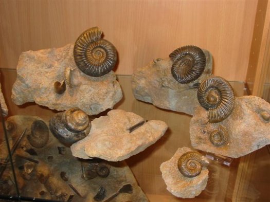 sammlung_schuster_kinding_17__Small_.jpg sammlung_schuster_kinding_17__Small_.jpg