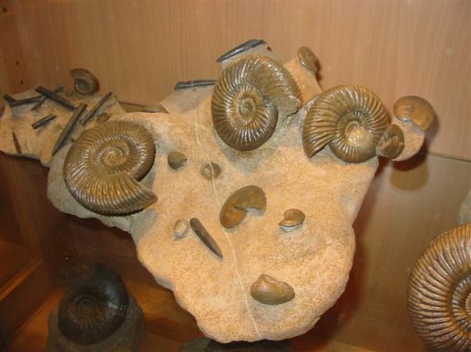 sammlung_schuster_kinding_20__Small_.jpg sammlung_schuster_kinding_20__Small_.jpg